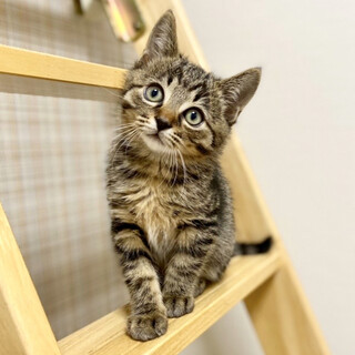 【6/19譲渡会】すずりくん