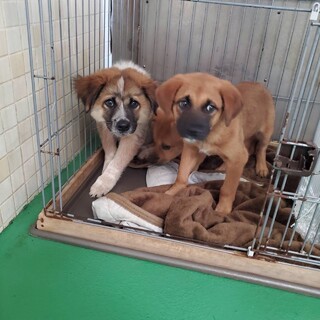 温かい手が必要です！【県外譲渡可