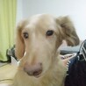 ダルメシアン 女の子です サムネイル4