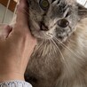 ブルーアイ　シャムMIXの大福くん サムネイル5