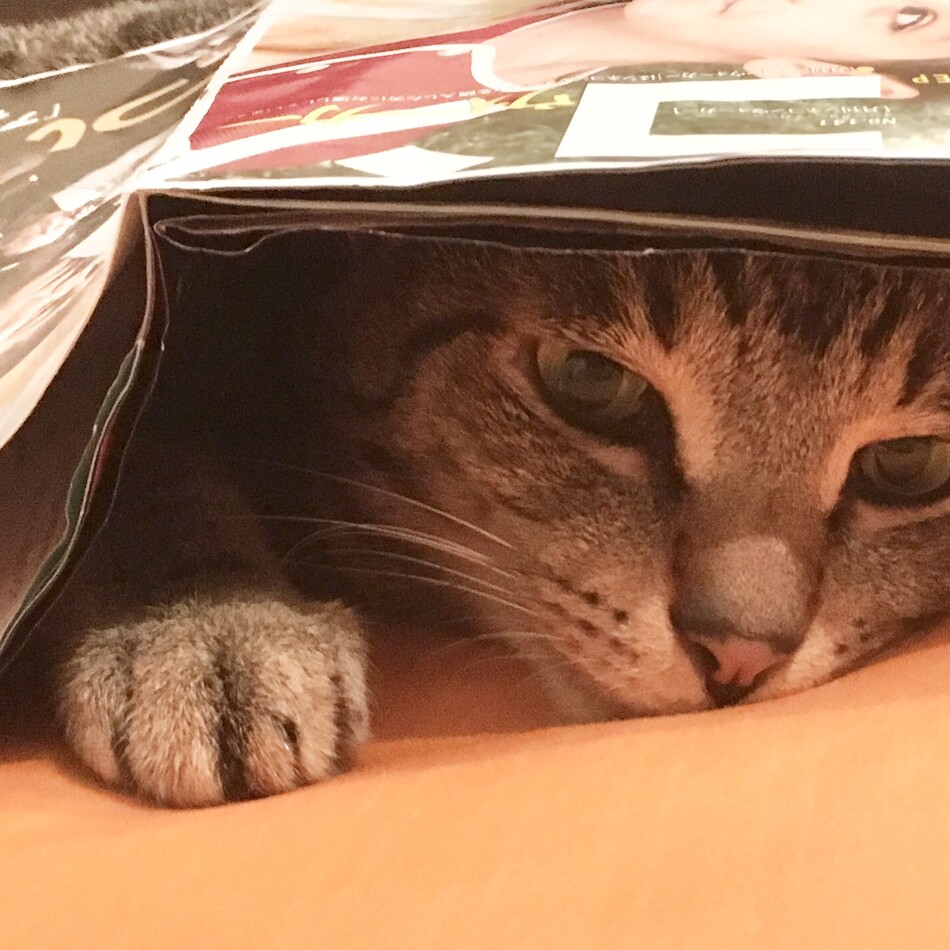 マリオのカバー写真