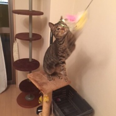 おもちゃに夢中