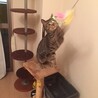 おもちゃに夢中