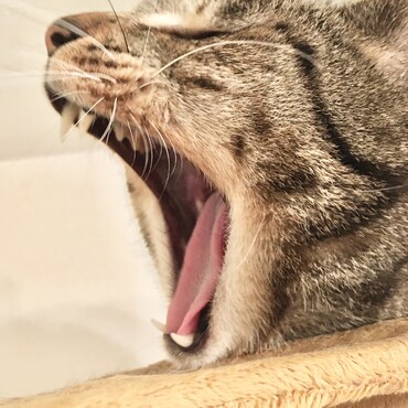 ガオー