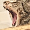 ガオー