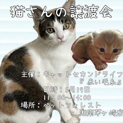 6月19日　茅ヶ崎でキャットセカンドライフ『赤い糸』さん主催の譲渡会に参加させて頂きます