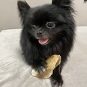 黒ポメ　約2歳　女の子