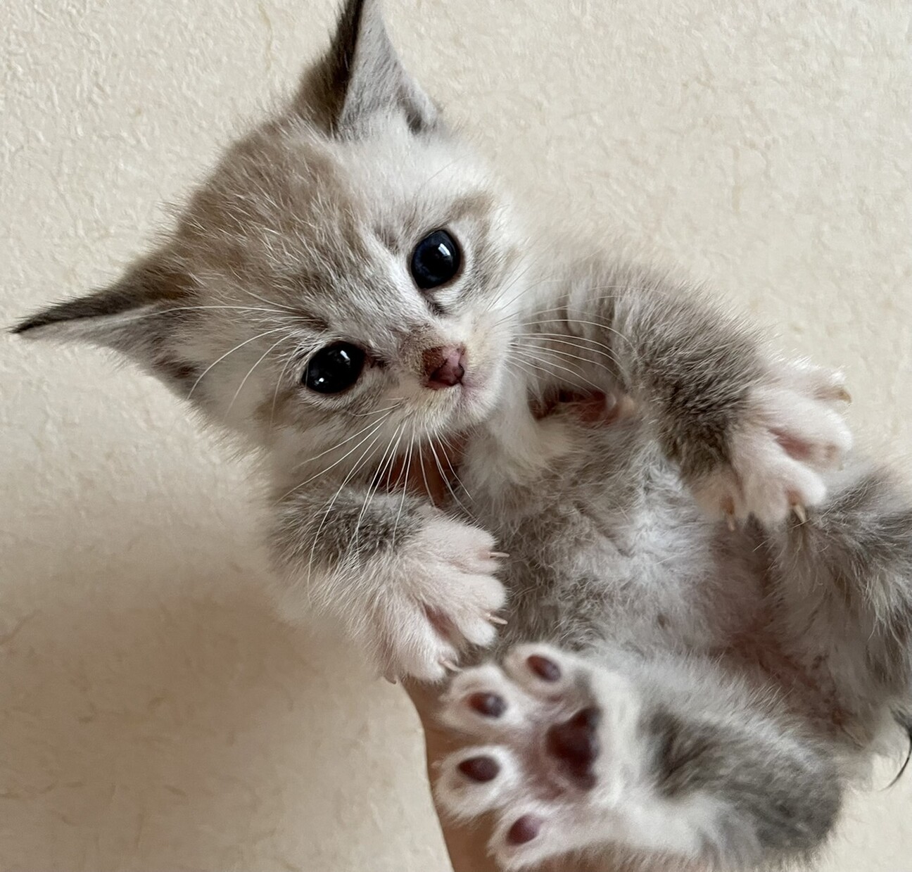 洋猫ミックス中長毛ミルク 茨城県 猫の里親募集 ペットのおうち 月間利用者150万人 洋猫ミックス中長毛ミルク 茨城県 猫の里親募集 ペットのおうち 月間利用者150万人
