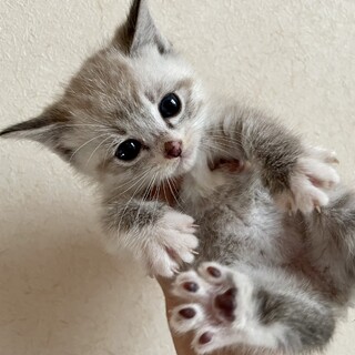 洋猫ミックス中長毛ミルクティ青目兄と黒妹2か月