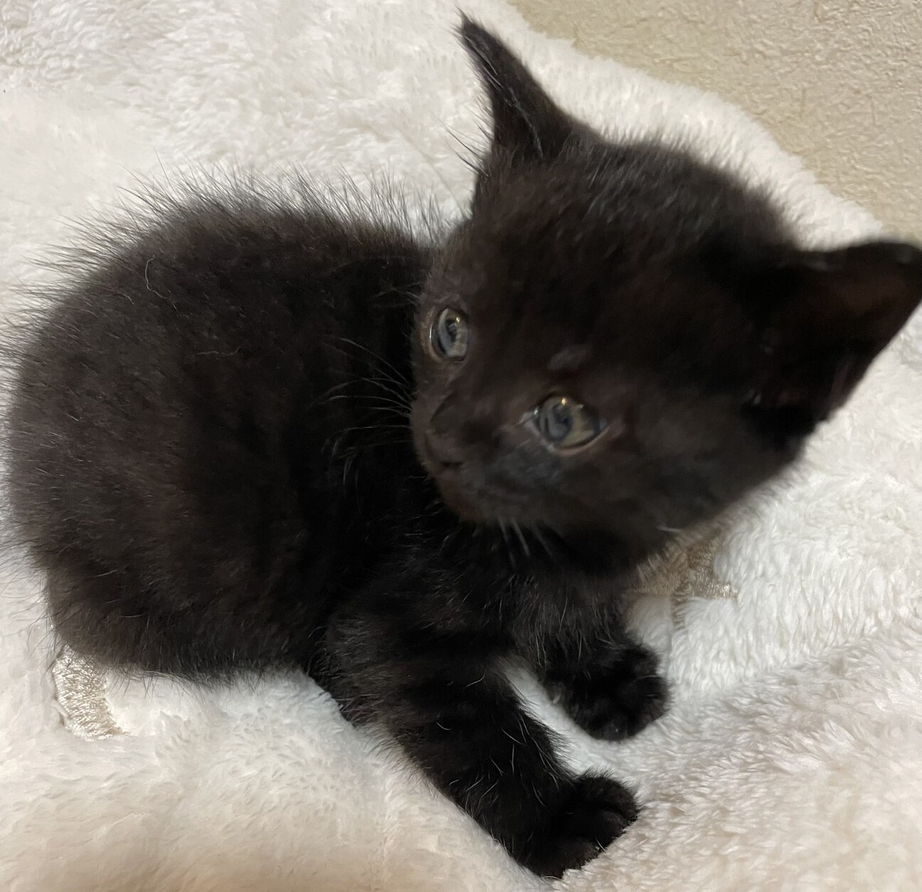 洋猫ミックス中長毛ミルク 茨城県 猫の里親募集 ペットのおうち 月間利用者150万人 洋猫ミックス中長毛ミルク 茨城県 猫の里親募集 ペットのおうち 月間利用者150万人