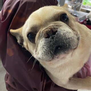 フレブル男の子