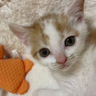 長毛　茶白、サバ白　兄弟２か月。甘えん坊。