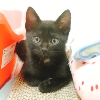 元気で甘えん坊の黒猫の男の子♂