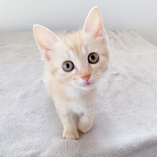 茶トラ仔猫　グリークちゃん 里親様募集
