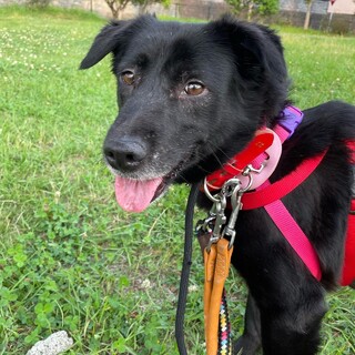 黒ラブ風 家庭犬として幸せになりたい