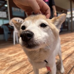 犬猫合同譲渡会 サムネイル2