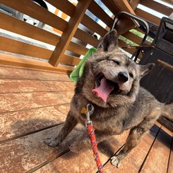 犬猫合同譲渡会 サムネイル3