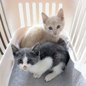 グレー白ハチワレにで君クリーにしい君