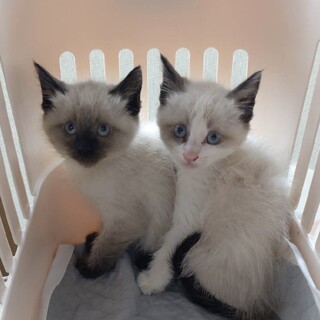 セブンキティ③シャム柄にいー君にえふ君