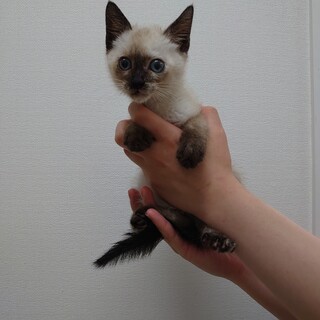 とっても元気な女の子です！