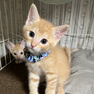 可愛い茶トラ5兄妹♡アムロくん《6/26譲渡会参加