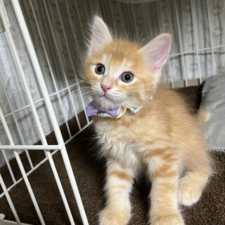 可愛い茶トラ5兄妹♡キャスくん《6/26譲渡会参加