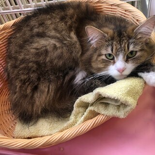 大人しいノルウェーの女の子