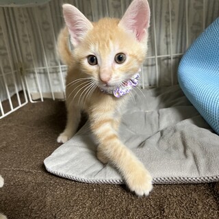 可愛い茶トラ5兄妹♡ハヤトくん《6/26譲渡会参加