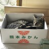 パルシェン