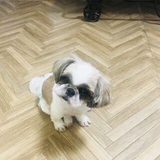 シーズー　女の子　みどりちゃん