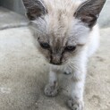 【白子猫】1ヶ月、ﾌﾞﾙｰｱｲ⭐︎、やんちゃっ子