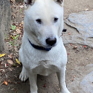 紀州犬のリキくんです。