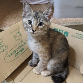 里親を探しています キジトラの仔猫