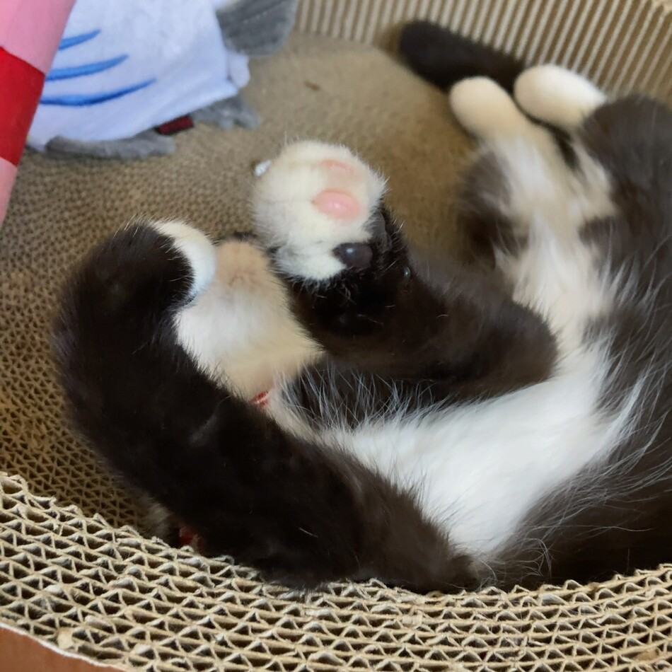 うにのカバー写真