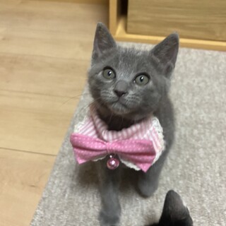 ロシアンブルー風イケメン子猫１,5ヶ月