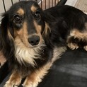 人が大好きなダックスです！