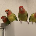 コザクラインコの里親様募集です。