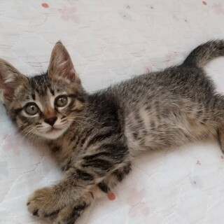 （停止中）うたのちゃん