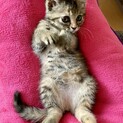 （停止中）甘えるうにちゃん