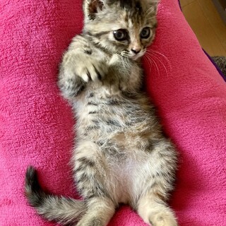 （停止中）甘えるうにちゃん