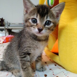 愛らしい天使の3姉妹　&　ママ