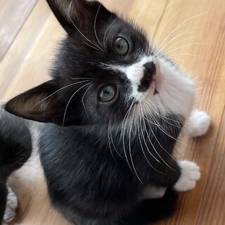 1ヶ月半くらいのハチワレちゃん姉妹です☆