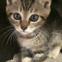 仔猫を保護しました