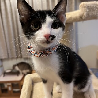 人懐っこい兄妹♡シナーくん《6/26譲渡会参加》