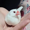 白文鳥