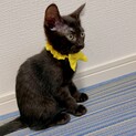 可愛い黒猫キイちゃん