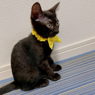 可愛い黒猫キイちゃん