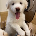 6/26(日)『犬の譲渡会in南大井』に参加❣️