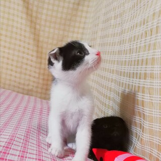 田舎の耳ぺこファミリー２