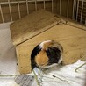 急募！モルモットの男の子 サムネイル1